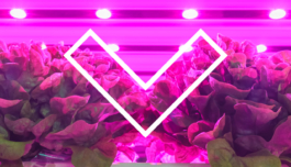 Studio Annette Fischer